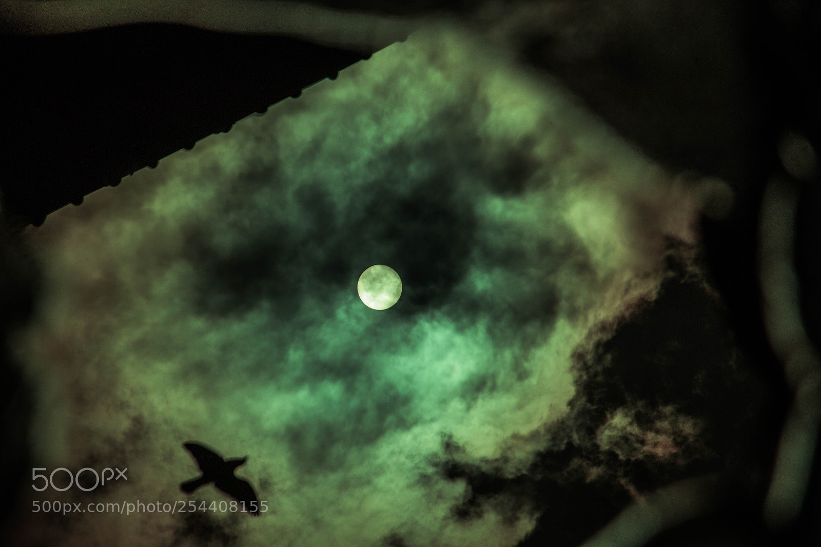 Canon EOS 70D sample photo. Moon bird photography