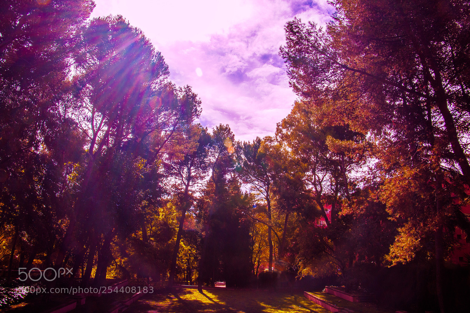 Canon EOS 70D sample photo. Forest photography