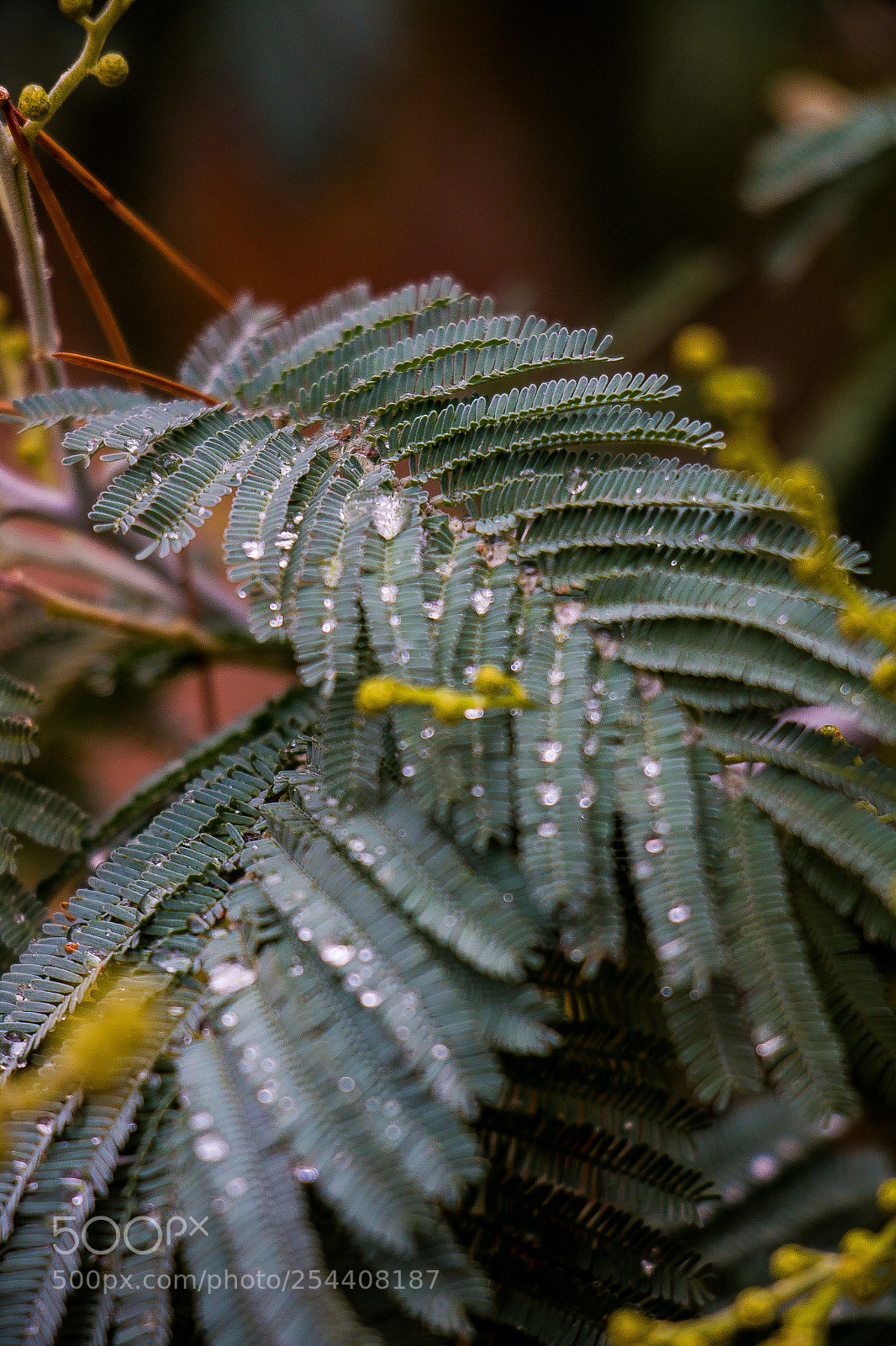 Canon EOS 70D sample photo. Fern photography