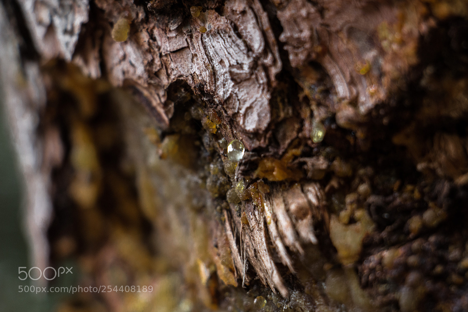Canon EOS 70D sample photo. Drop of sap photography