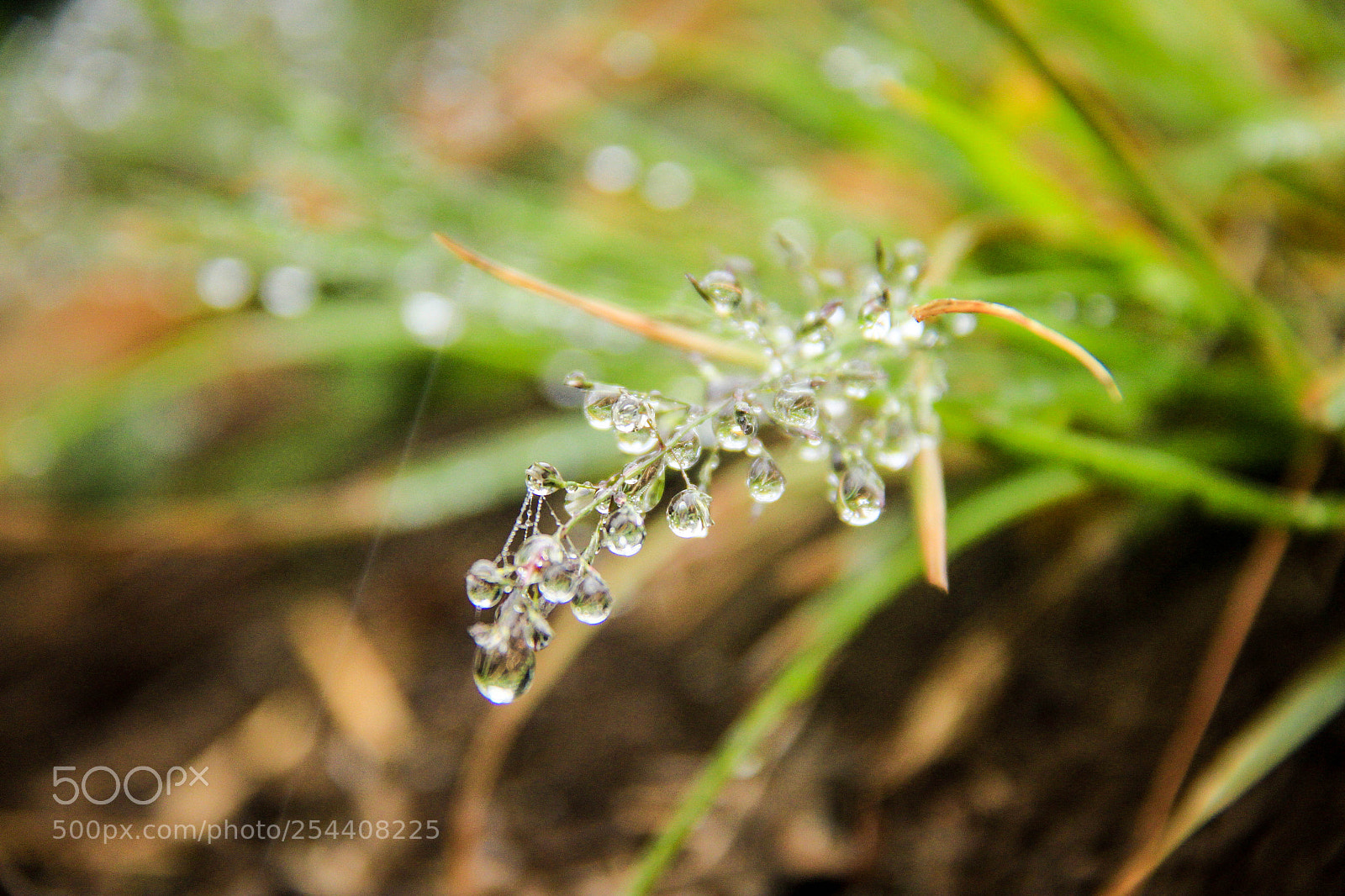 Canon EOS 700D (EOS Rebel T5i / EOS Kiss X7i) sample photo. Dew drops on the photography