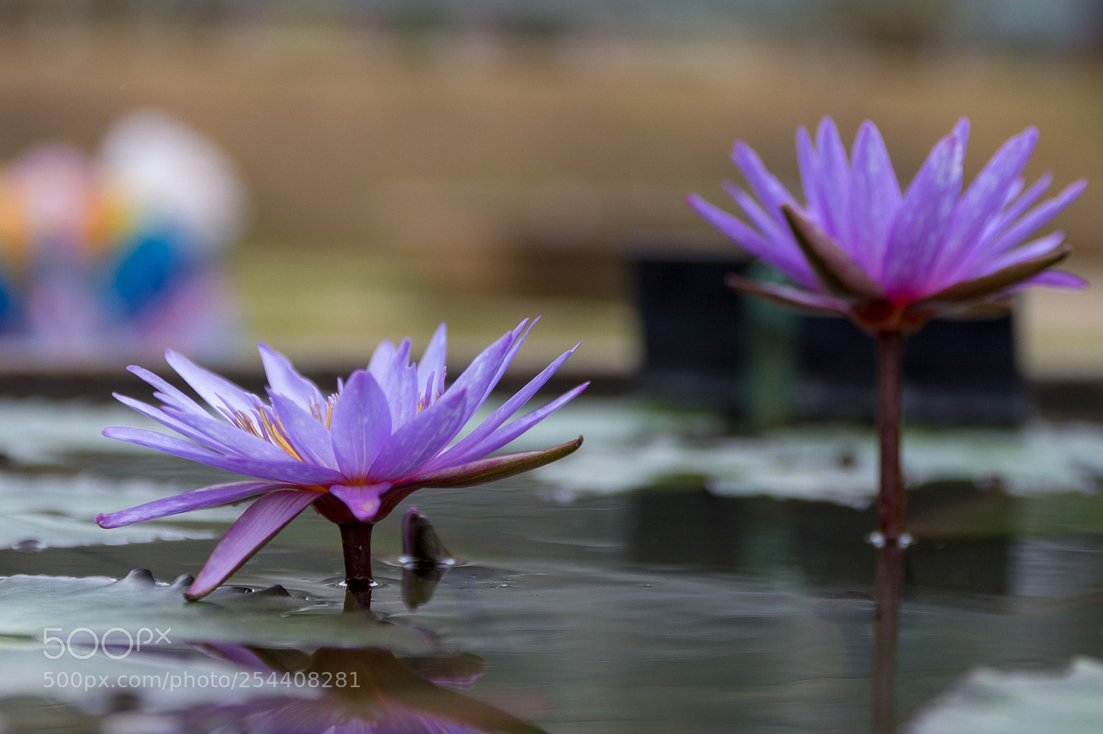 Canon EOS 60D sample photo. Lotus photography