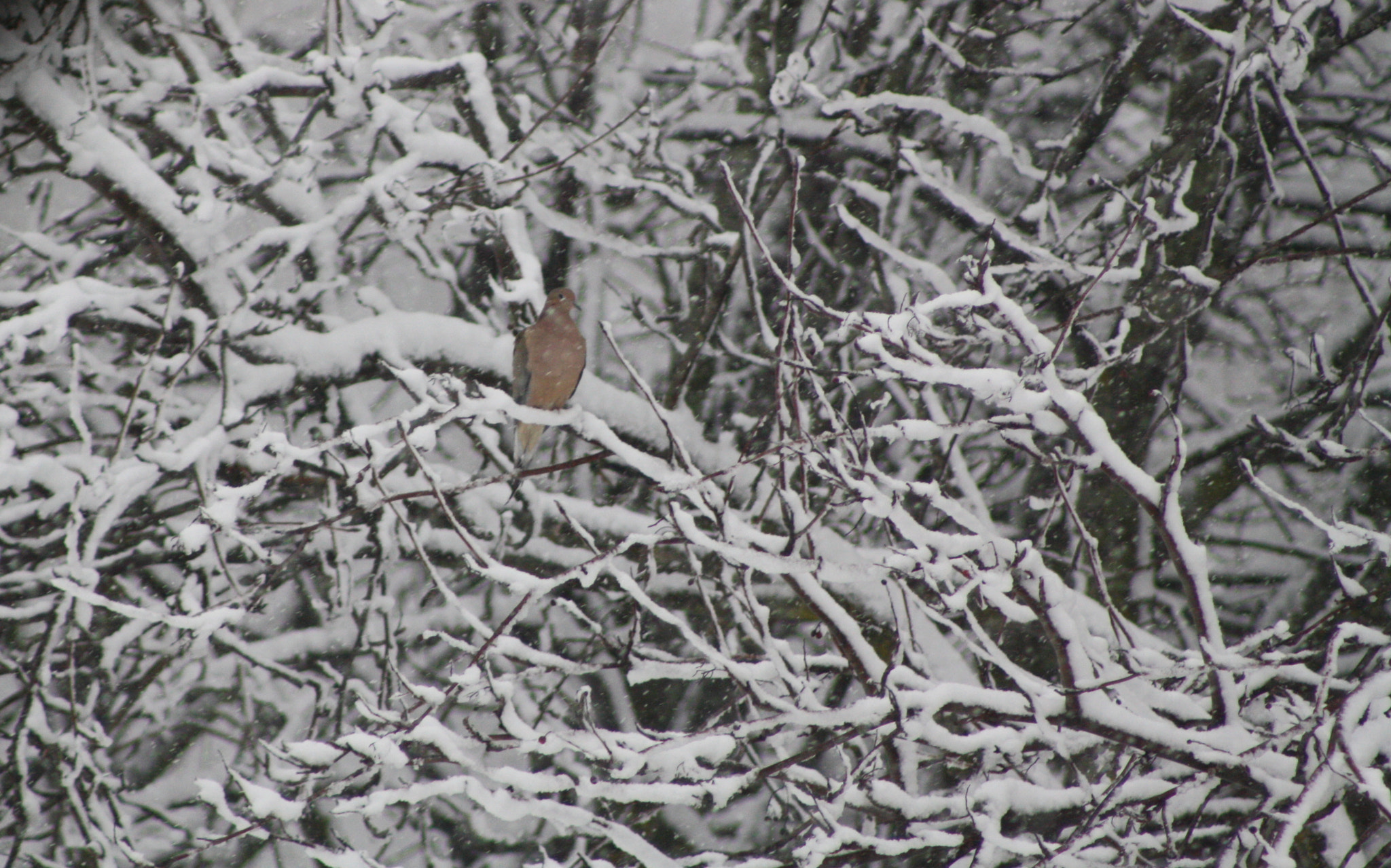 Canon EOS 1000D (EOS Digital Rebel XS / EOS Kiss F) sample photo. Dove in snow-laden tree photography