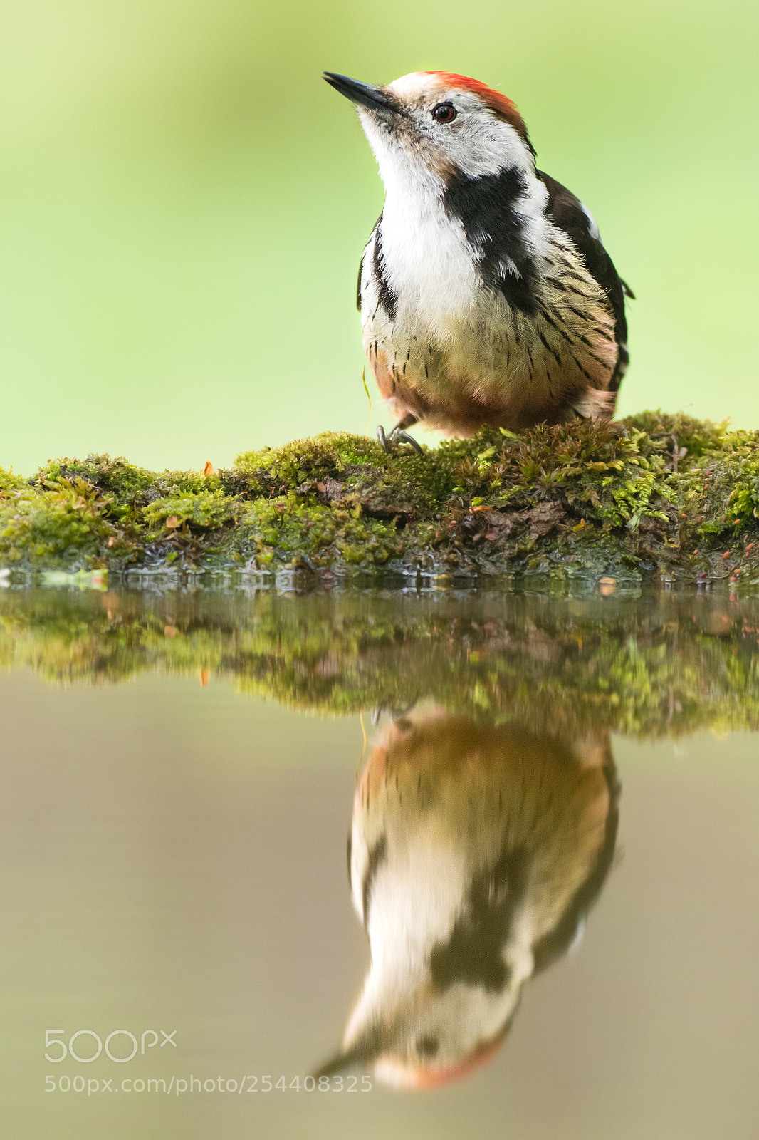 Canon EOS 80D sample photo. Middle spotted woodpecker photography