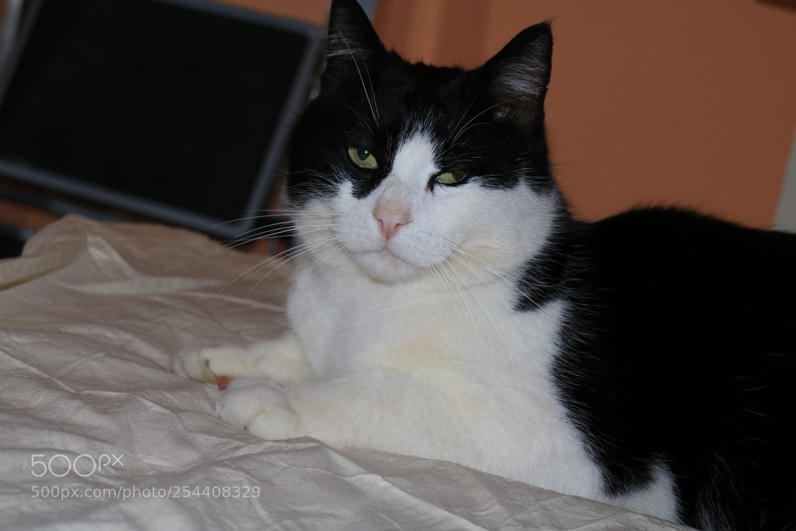 Canon EOS 750D (EOS Rebel T6i / EOS Kiss X8i) sample photo. My baby photography