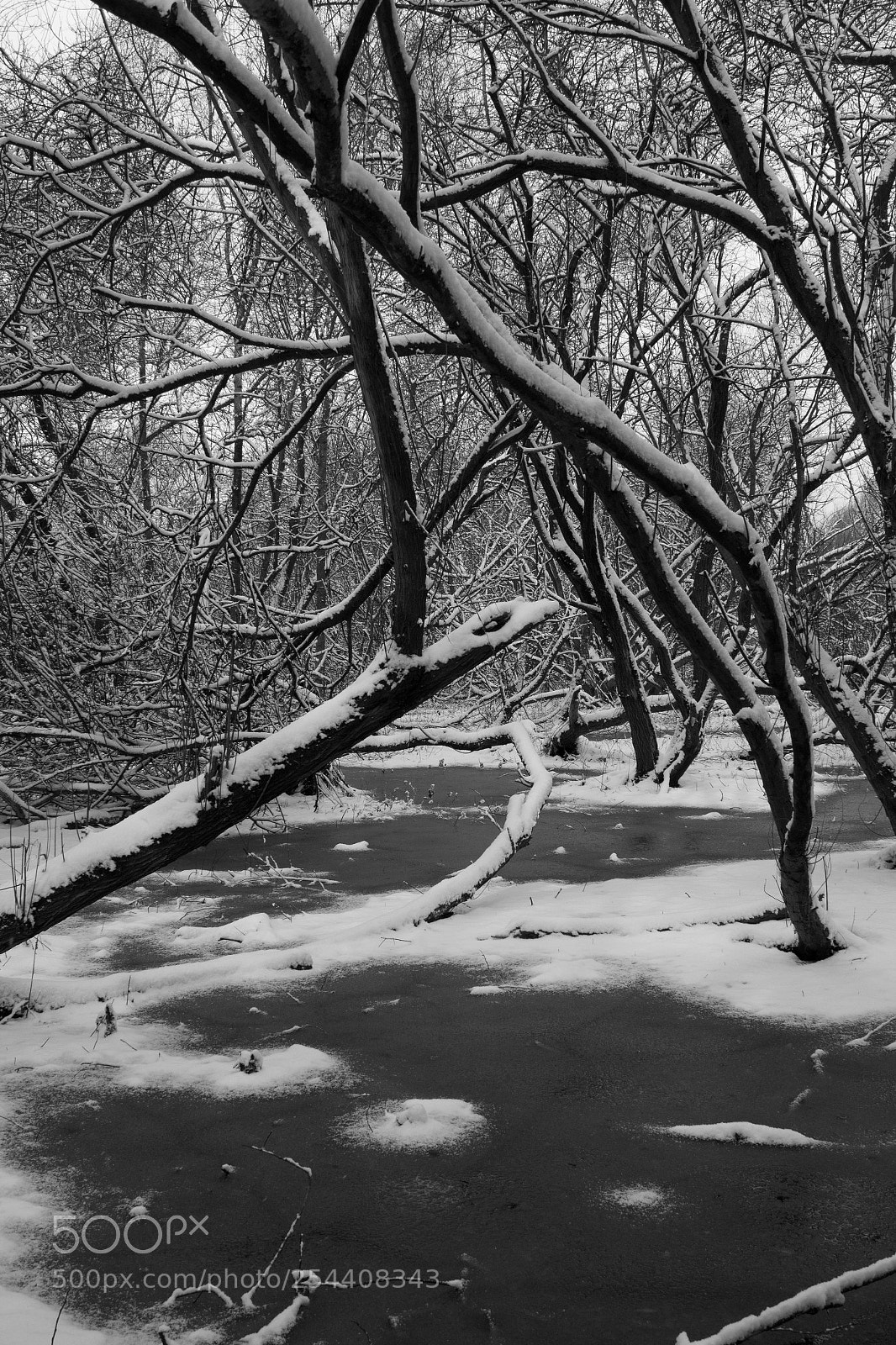 Canon EOS 650D (EOS Rebel T4i / EOS Kiss X6i) sample photo. Icy marsh photography