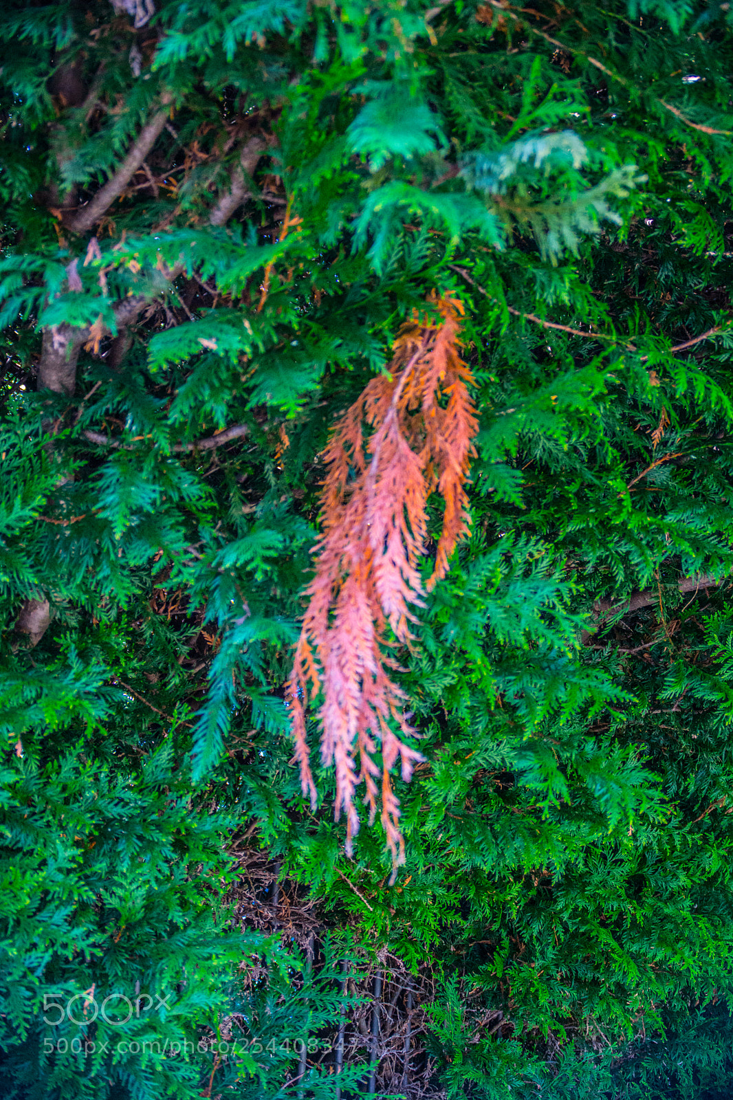Sony a5100 sample photo. Walking on dorga photography