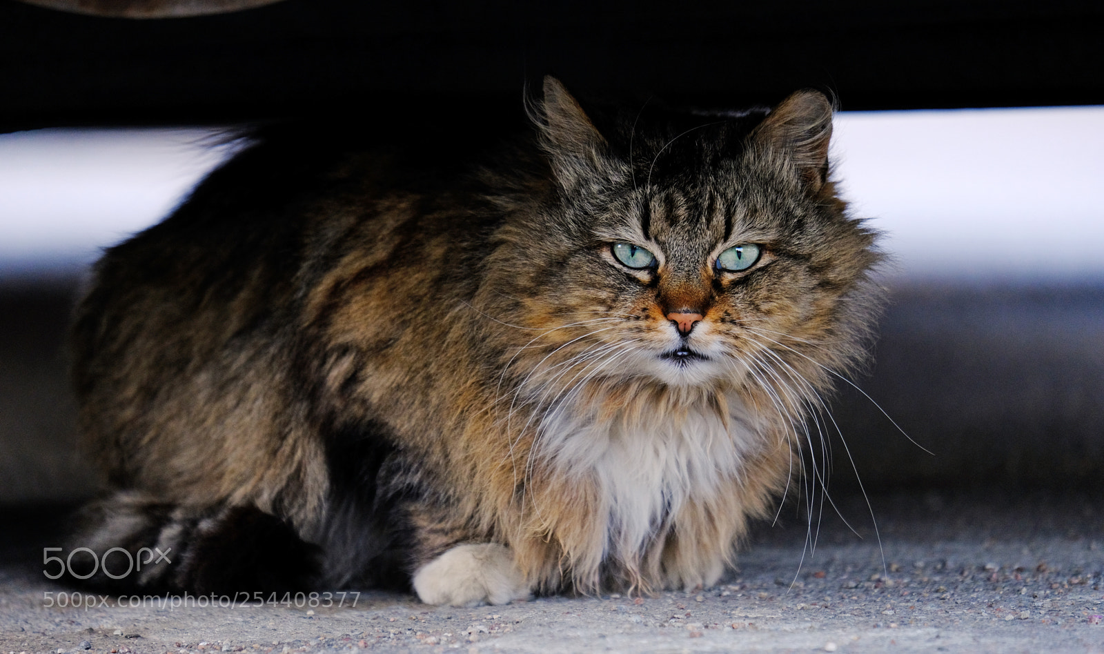 Fujifilm X-T20 sample photo. Cat hid under a photography