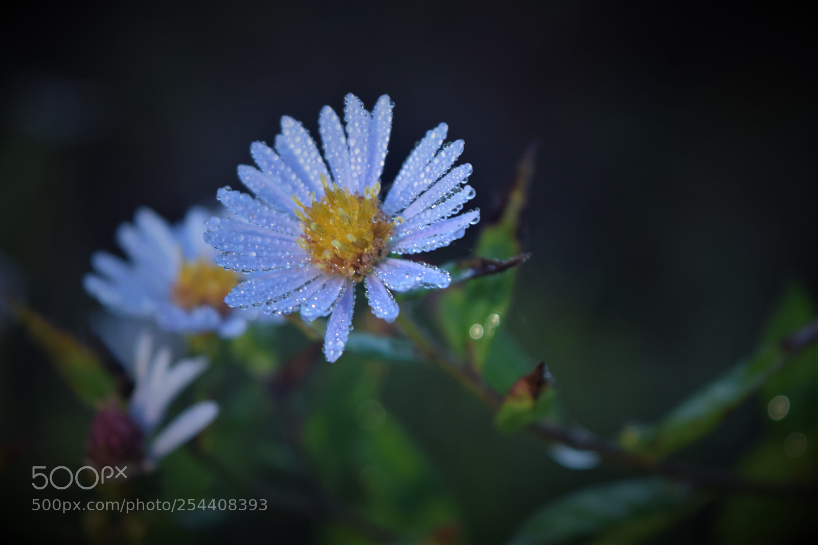 Nikon D3300 sample photo. Dewy photography