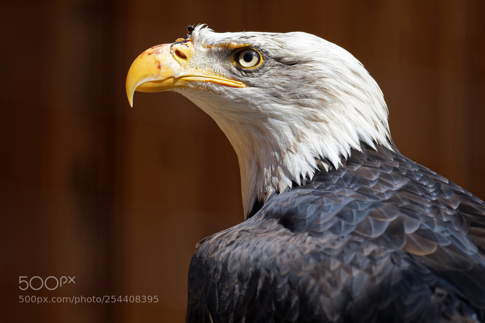 Nikon D500 sample photo. Bald eagle photography