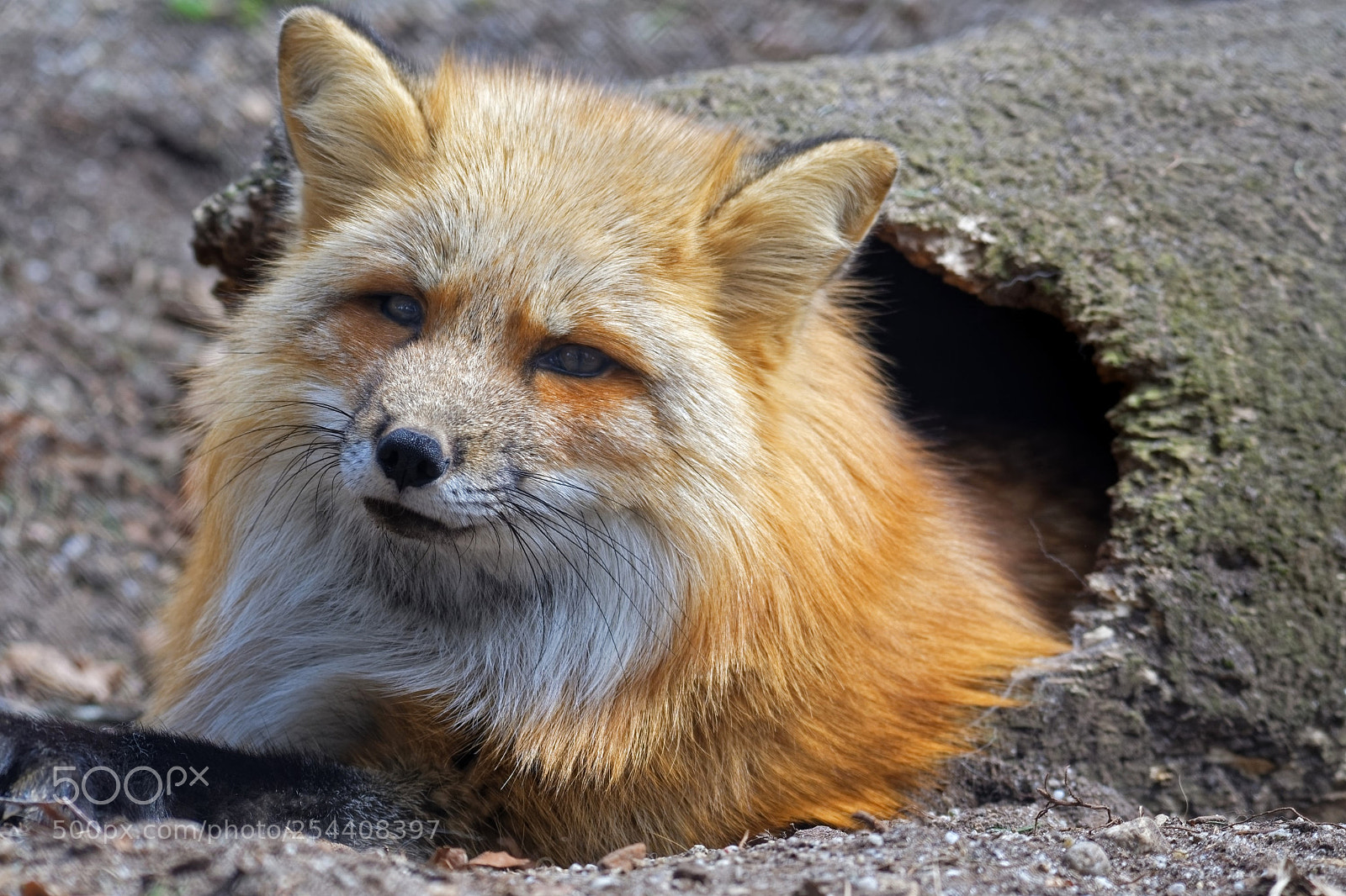 Nikon D500 sample photo. Red fox photography
