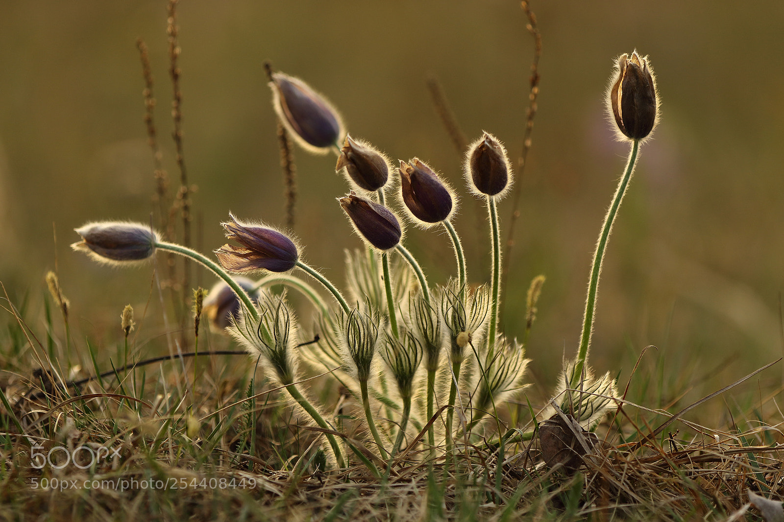Canon EOS 7D Mark II sample photo. Pulsatilla photography