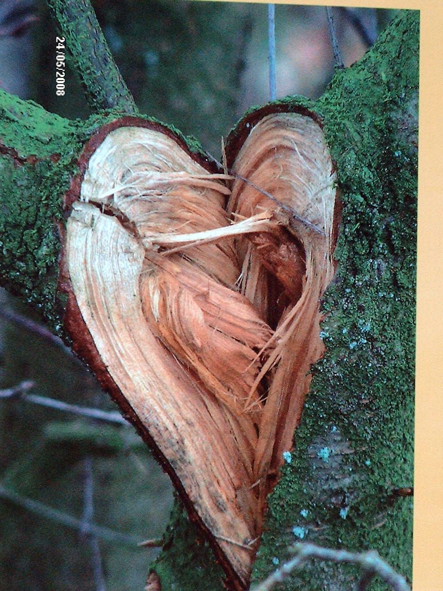 HP PHOTOSMART E327 sample photo. A heart of nature photography