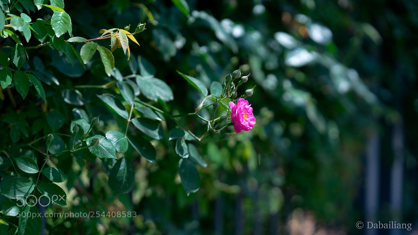 Sony a7 II sample photo. Untitled photography