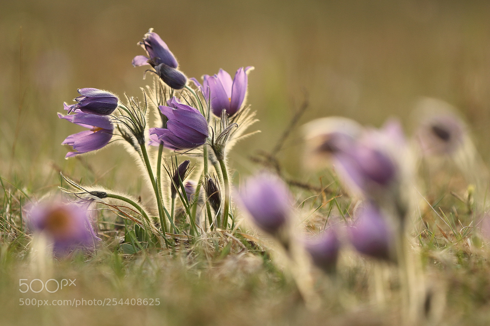 Canon EOS 7D Mark II sample photo. Pulsatilla photography