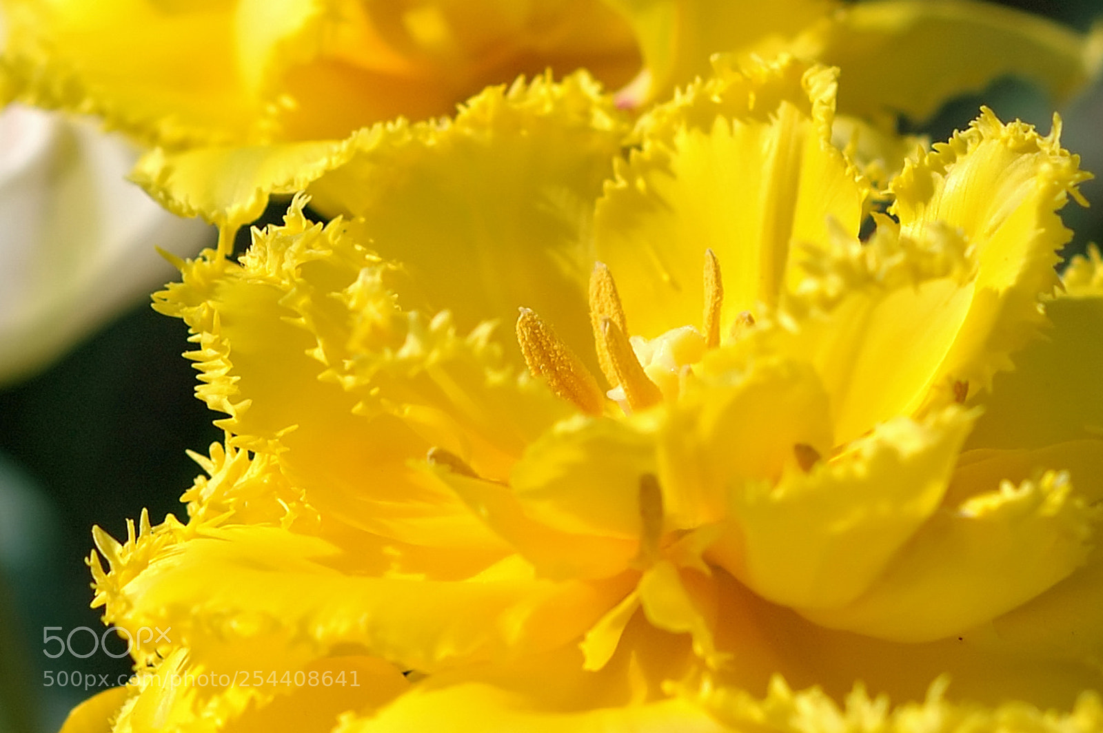 Nikon D70s sample photo. Yellow flowers in spring photography