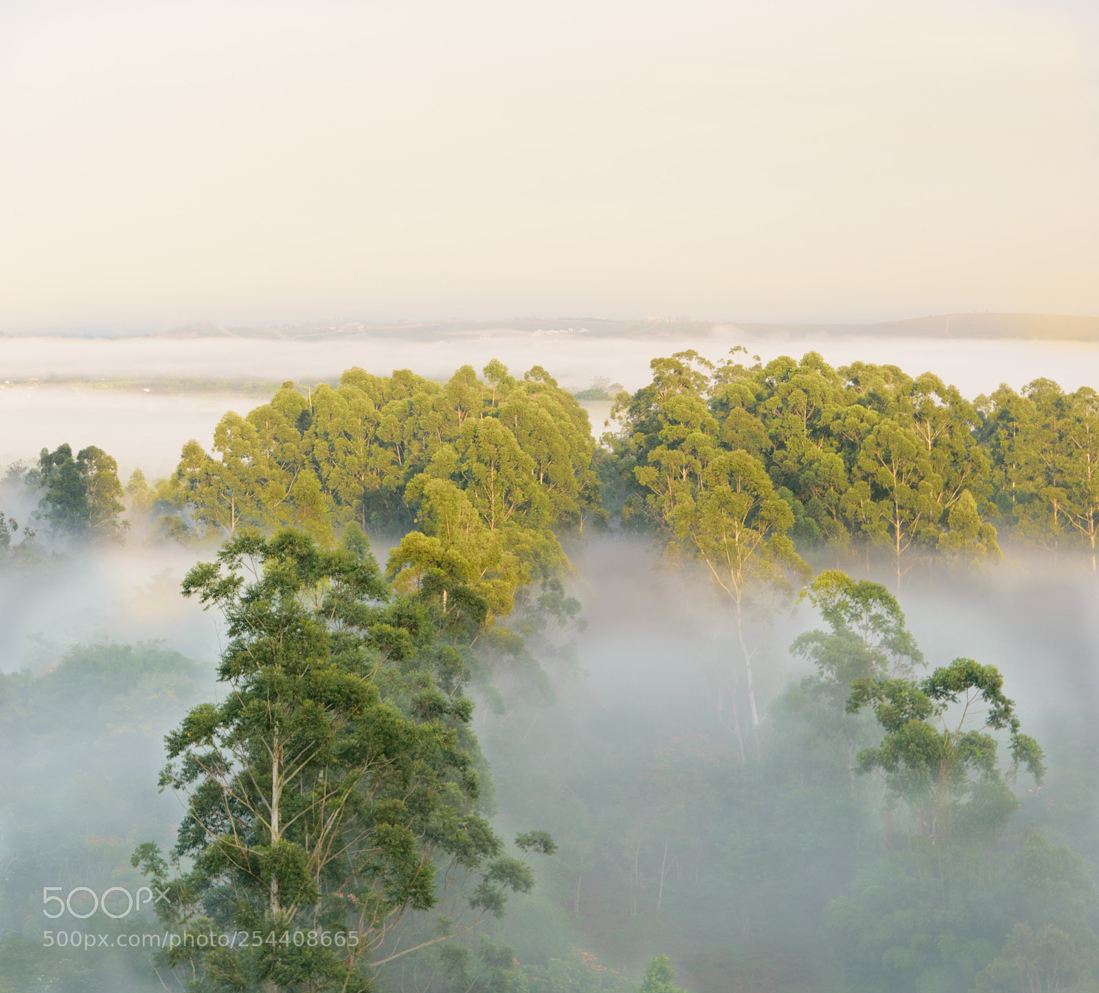 Nikon D3300 sample photo. Fog in the morning. photography