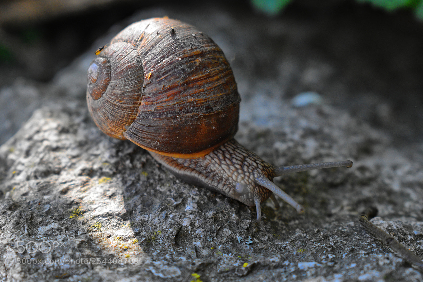 Nikon D3300 sample photo. Snail.... photography