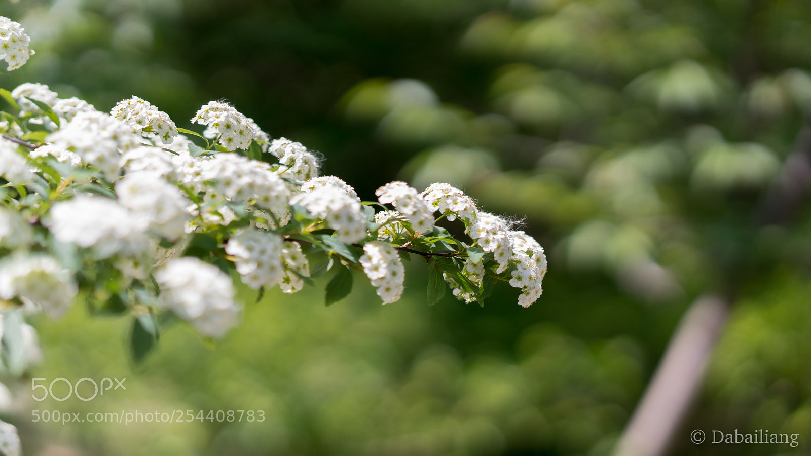 Sony a7 II sample photo. Untitled photography