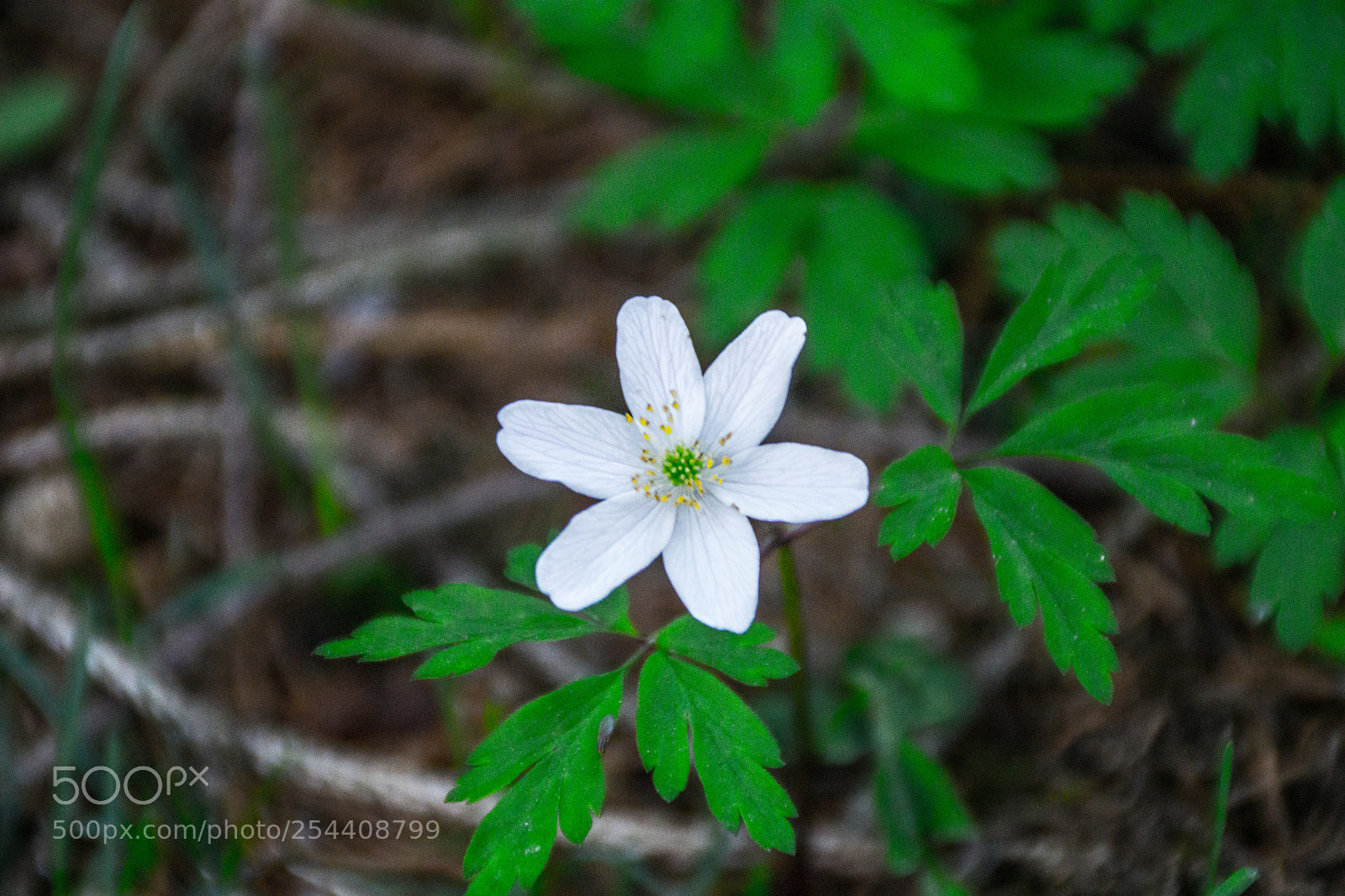 Sony a5100 sample photo. Walking on dorga photography