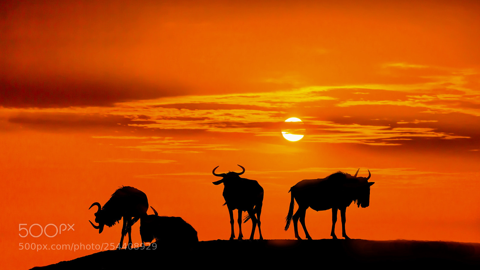 Canon EOS 5D Mark IV sample photo. Wildebeests at sunset photography