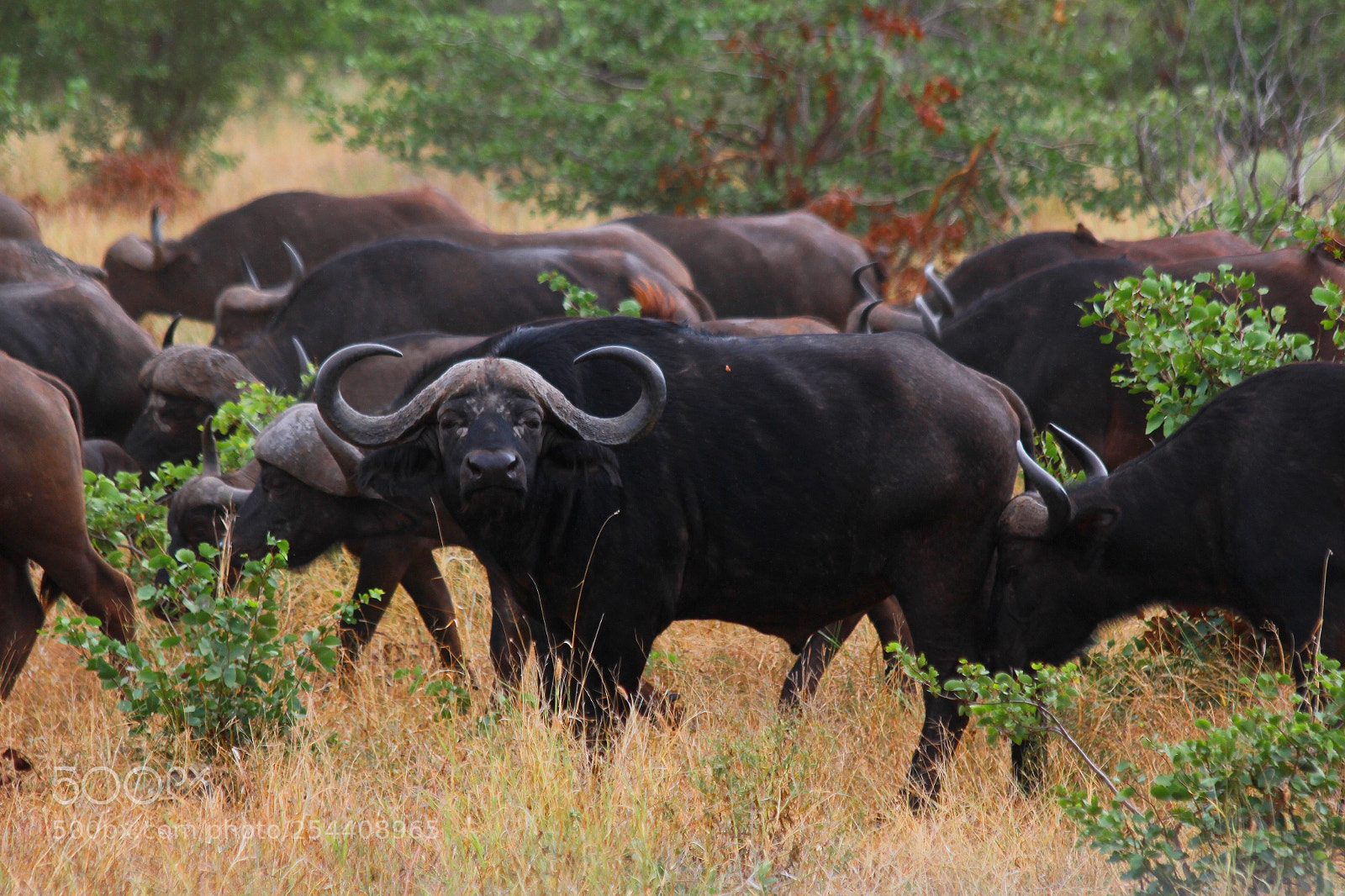 Canon EOS 60D sample photo. Cape buffalo photography