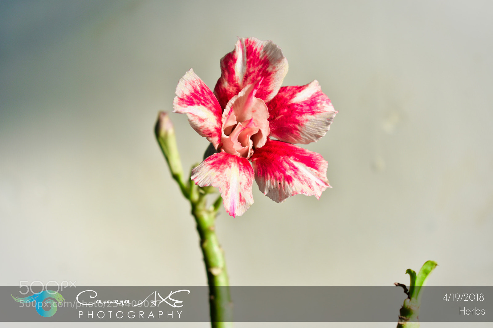 Nikon D3400 sample photo. Flower photography