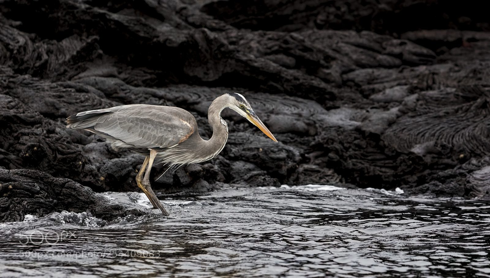 Canon EOS 5D Mark IV sample photo. Great blue heron photography