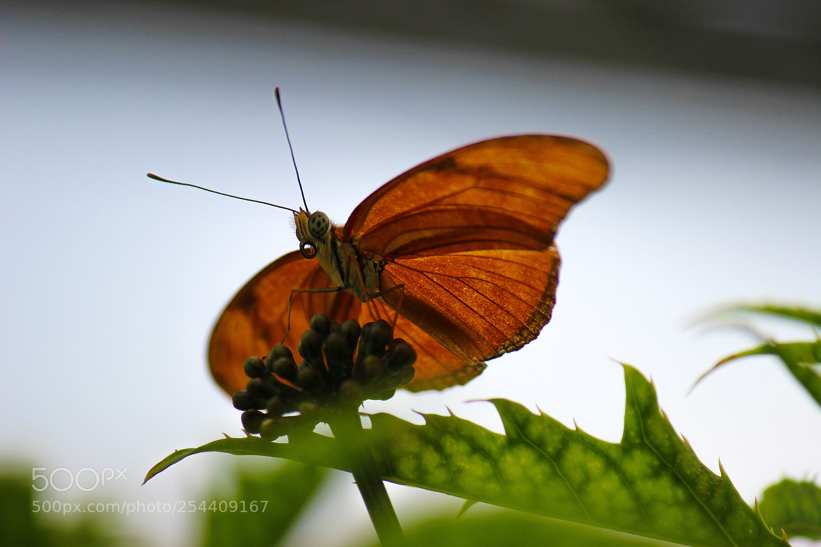 Canon EOS 600D (Rebel EOS T3i / EOS Kiss X5) sample photo. Butterfly nice taken shot photography