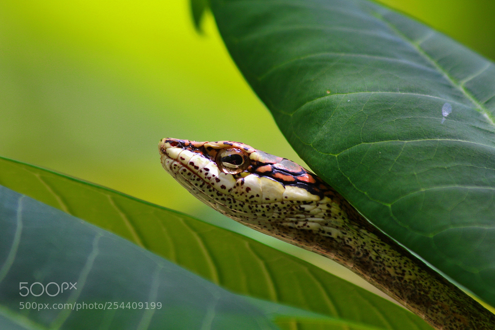 Canon EOS 60D sample photo. Eastern vine snake photography