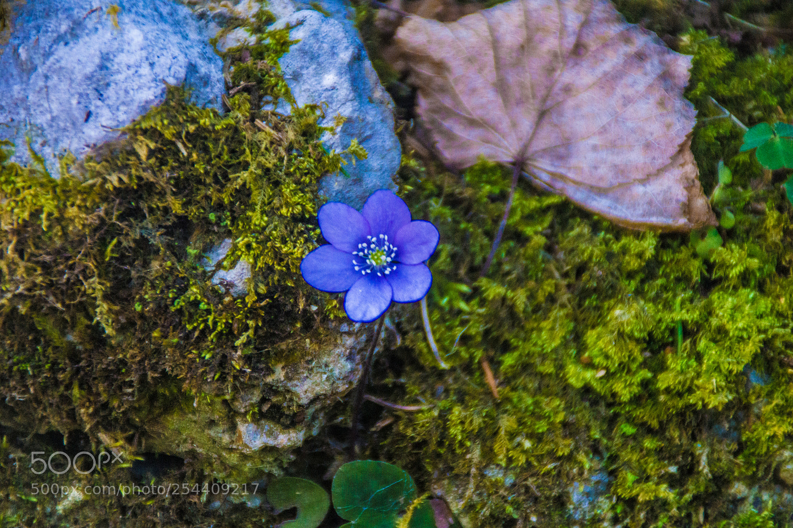 Sony a5100 sample photo. Walking on dorga photography