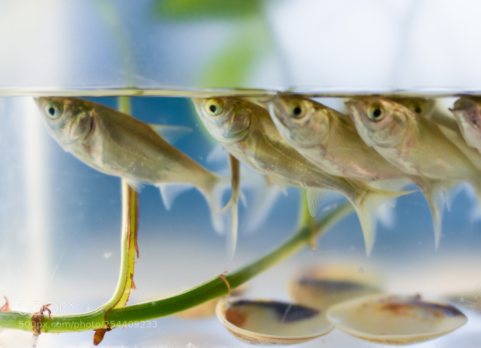 Nikon D810 sample photo. Fish line photography