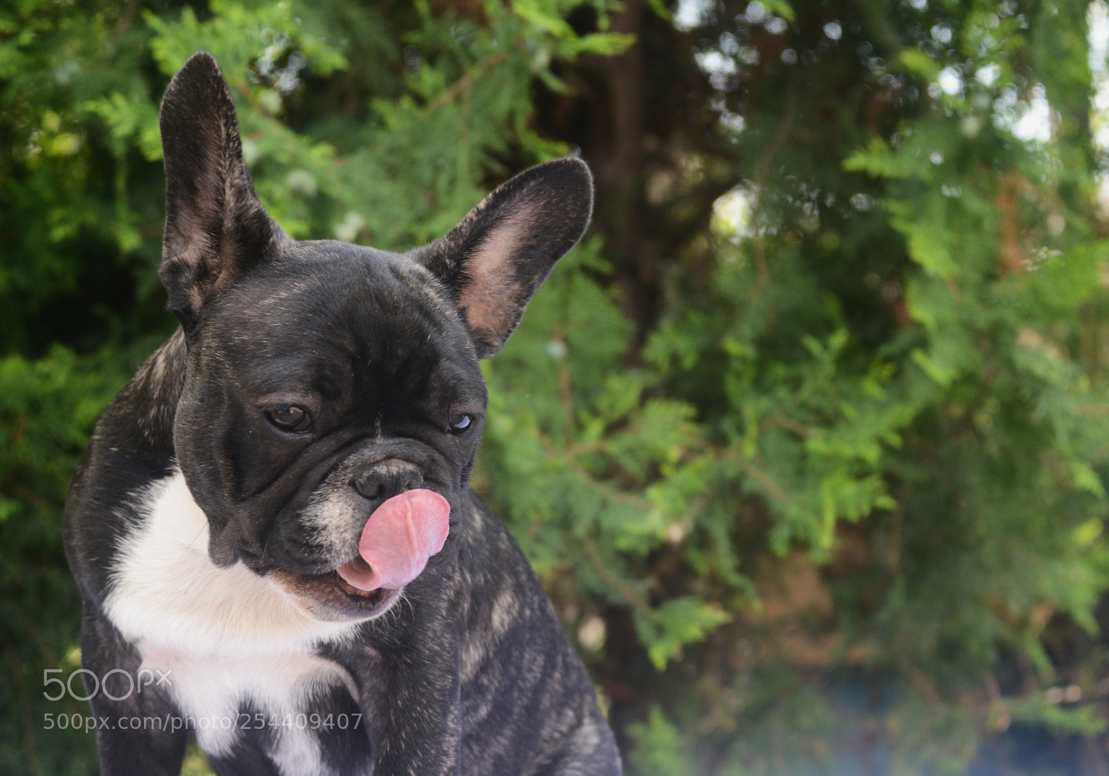 Nikon D800 sample photo. French bulldog photography