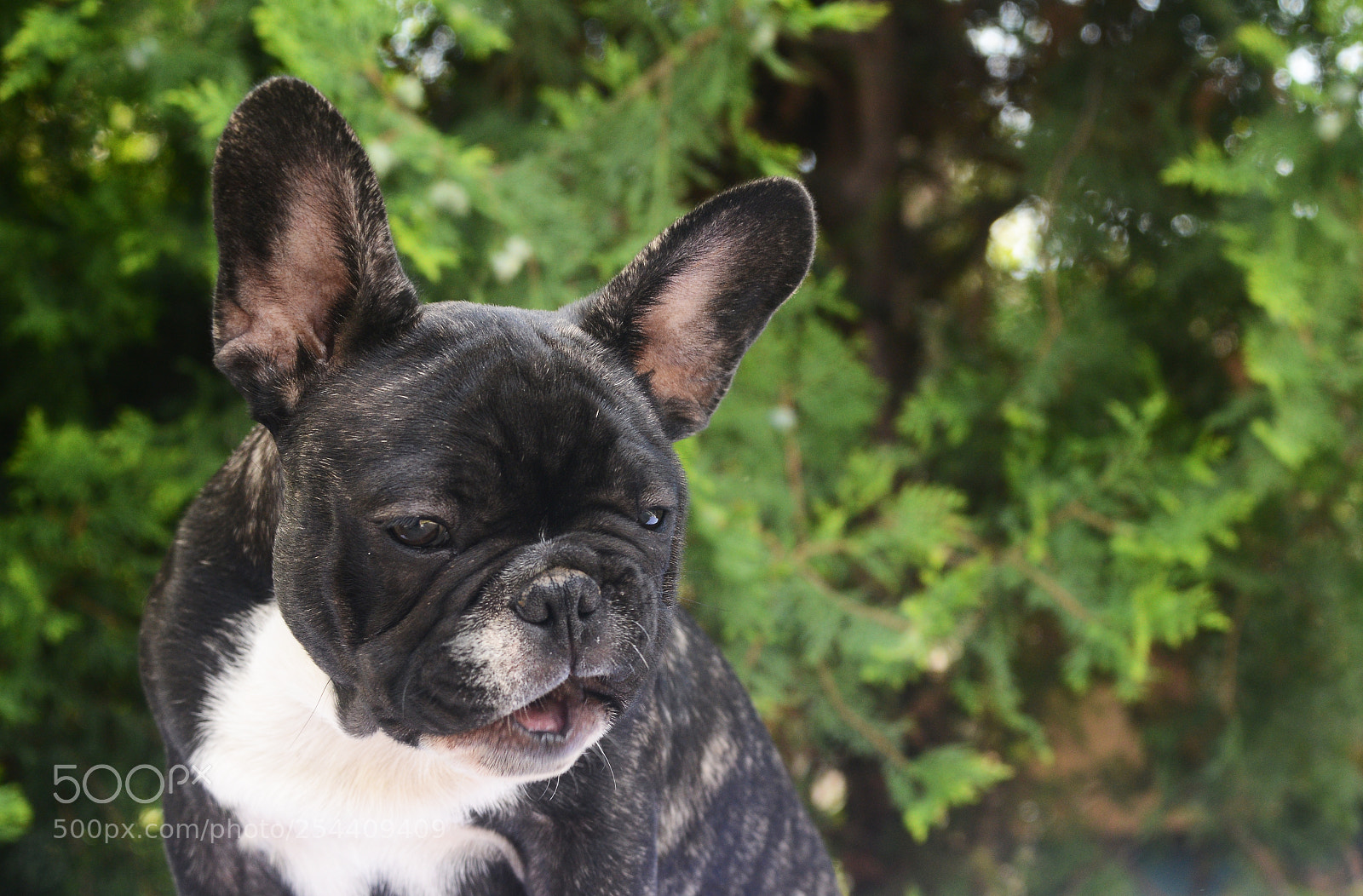 Nikon D800 sample photo. French bulldog photography