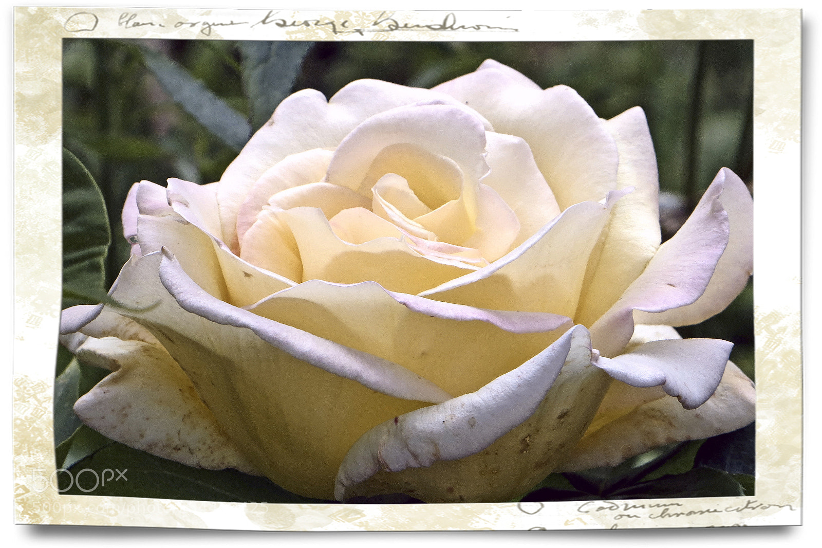 Canon PowerShot SX240 HS sample photo. Rose pure soie photography