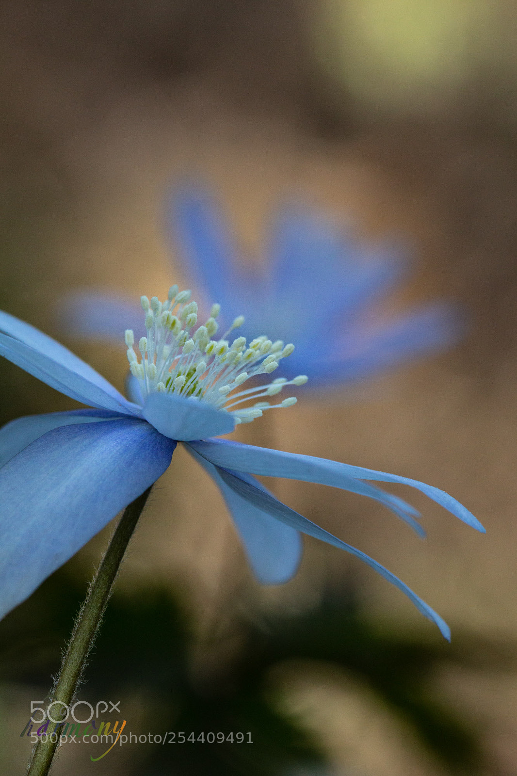 Canon EOS 70D sample photo. Blooming at backyard of photography