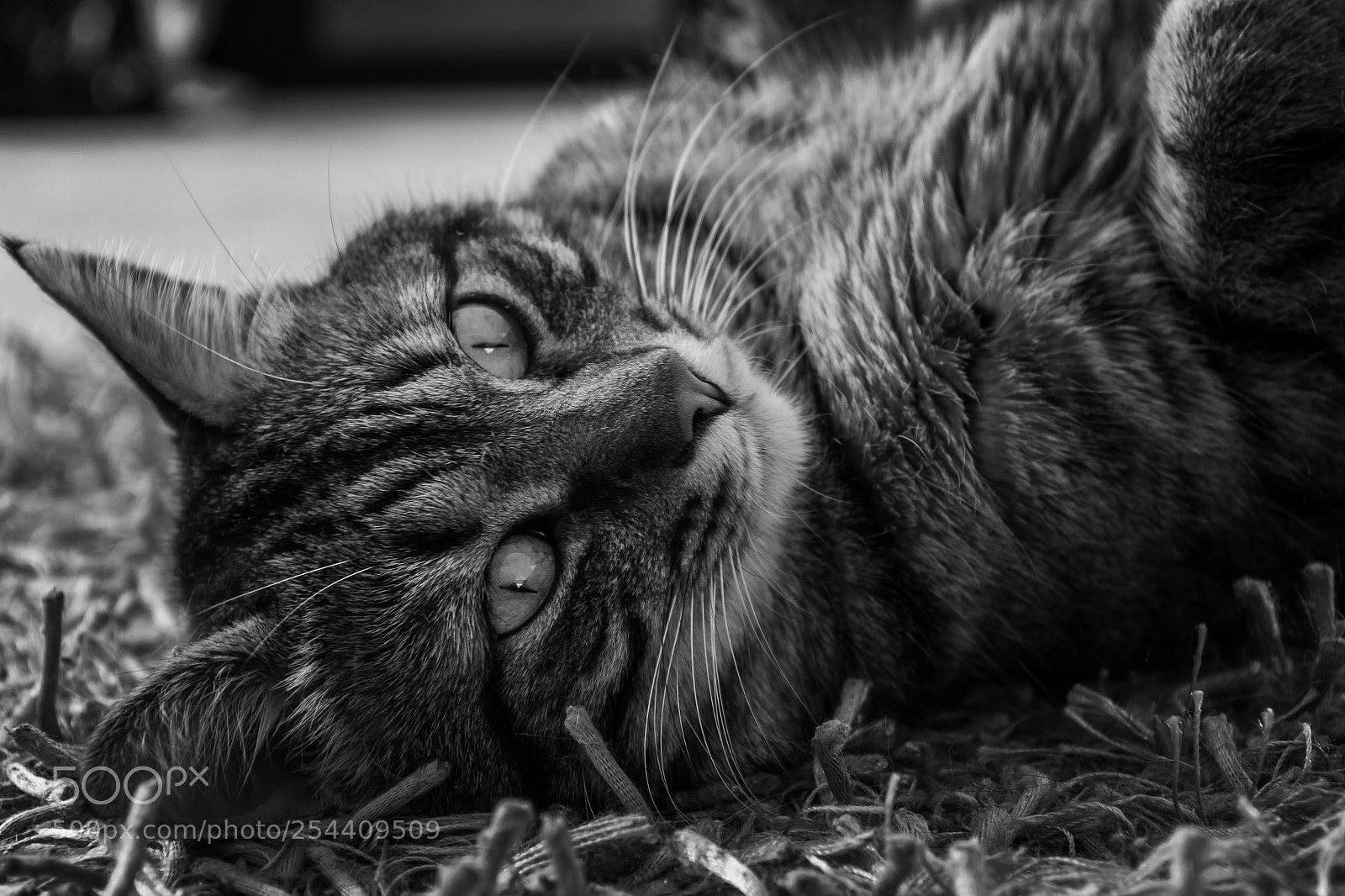 Canon EOS 600D (Rebel EOS T3i / EOS Kiss X5) sample photo. Black and white cat photography