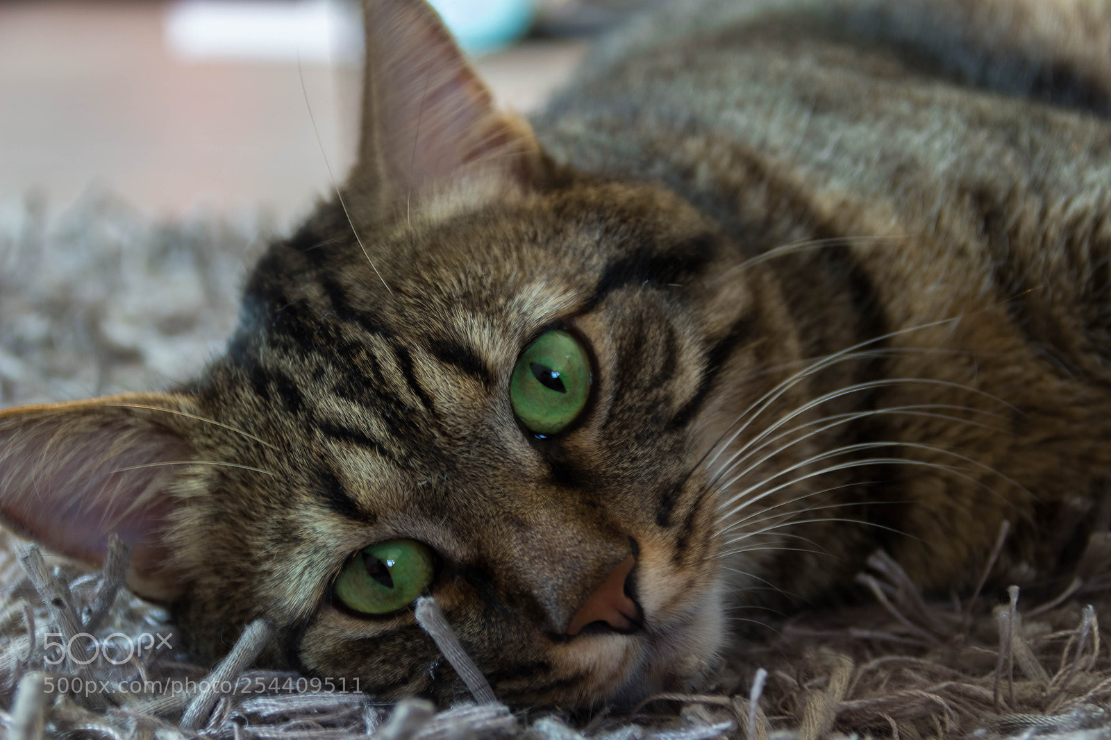 Canon EOS 600D (Rebel EOS T3i / EOS Kiss X5) sample photo. Un regard plein d'amour photography