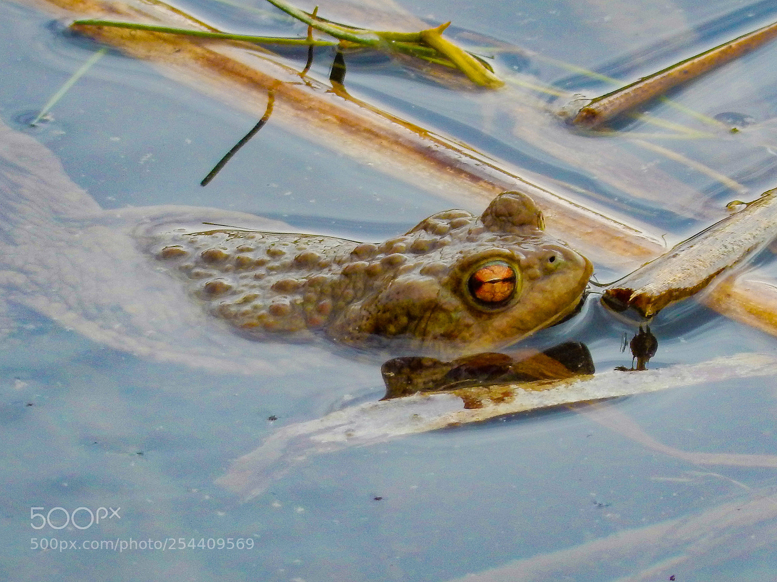 Nikon Coolpix S9900 sample photo. Frog by swimming photography