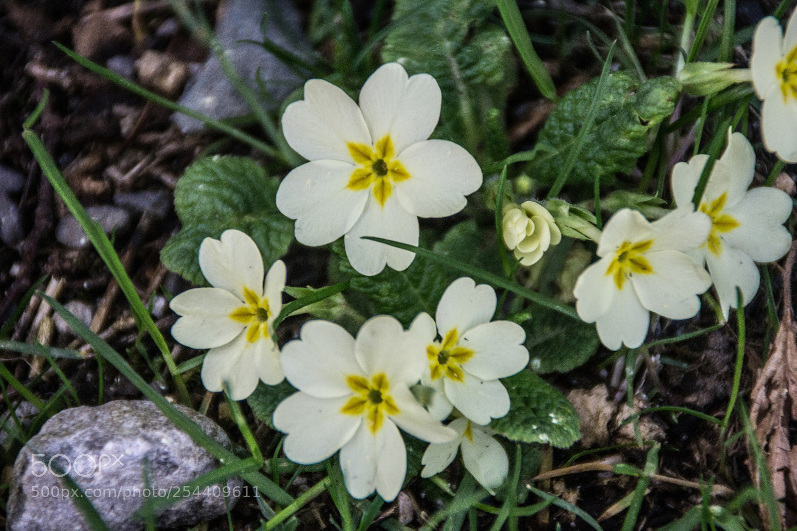 Sony a5100 sample photo. Walking on dorga photography