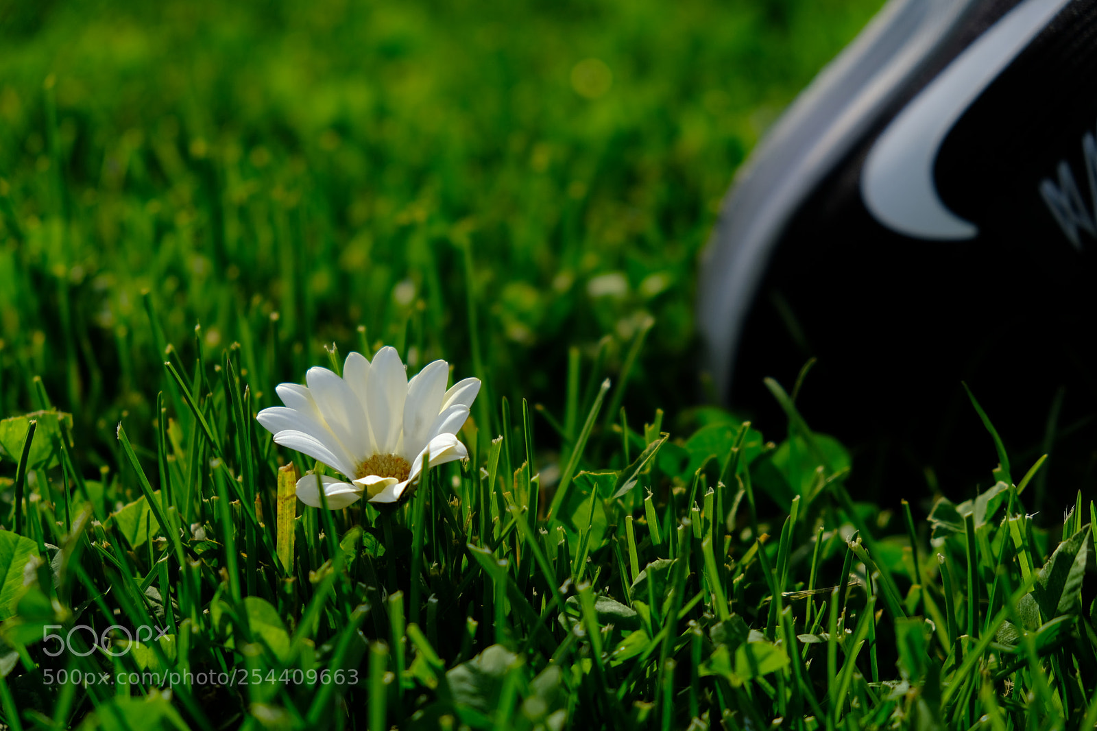 Fujifilm X-T2 sample photo. Camomile photography