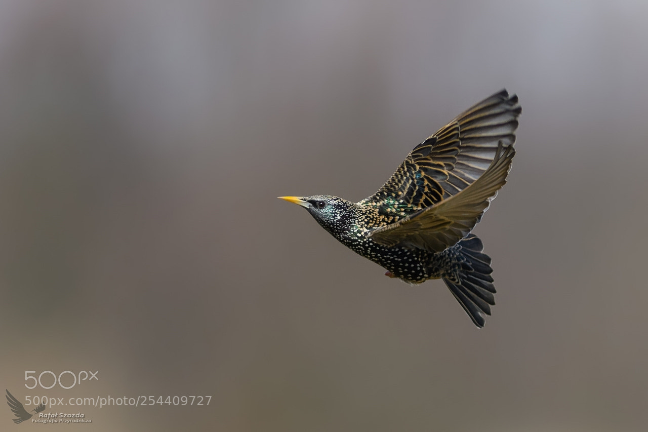 Nikon D500 sample photo. Szpak, common starling sturnus photography