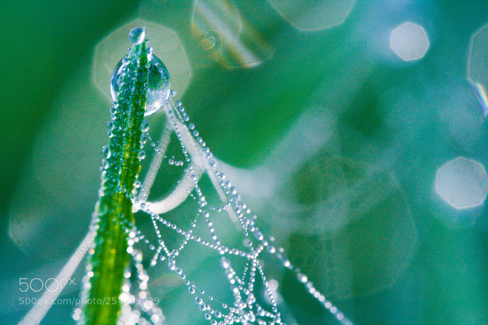 Canon EOS 1000D (EOS Digital Rebel XS / EOS Kiss F) sample photo. Dew on spiderweb photography