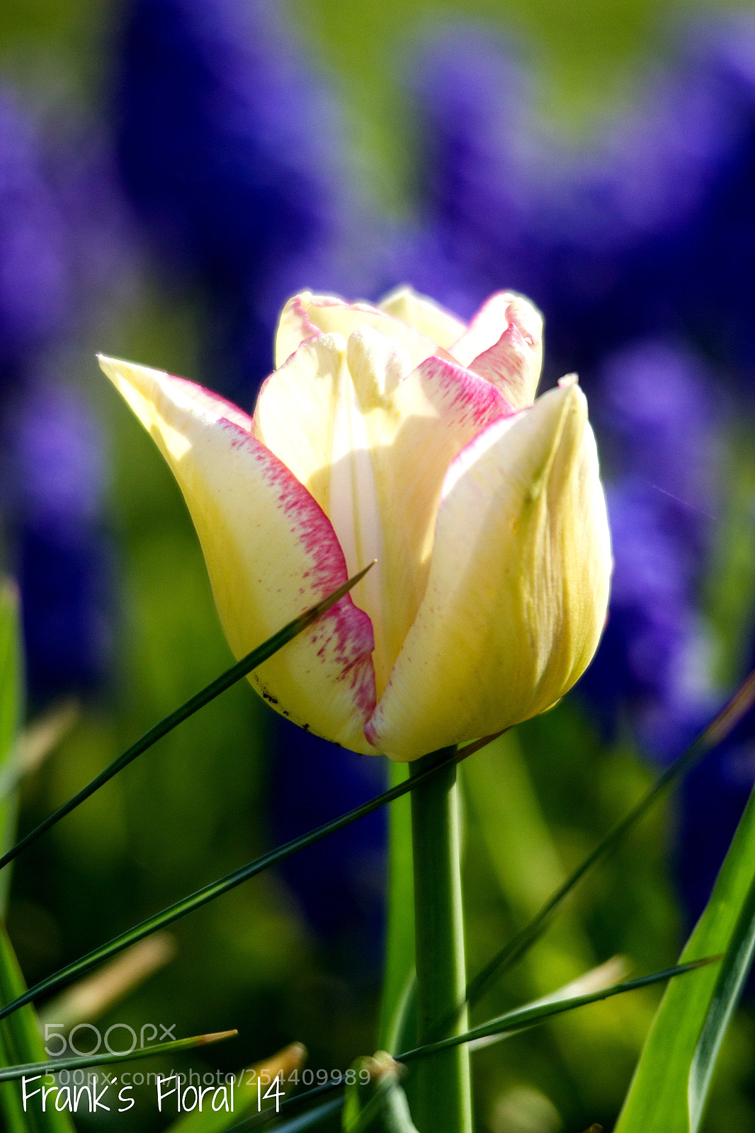 Canon EOS 550D (EOS Rebel T2i / EOS Kiss X4) sample photo. Right here waiting... photography