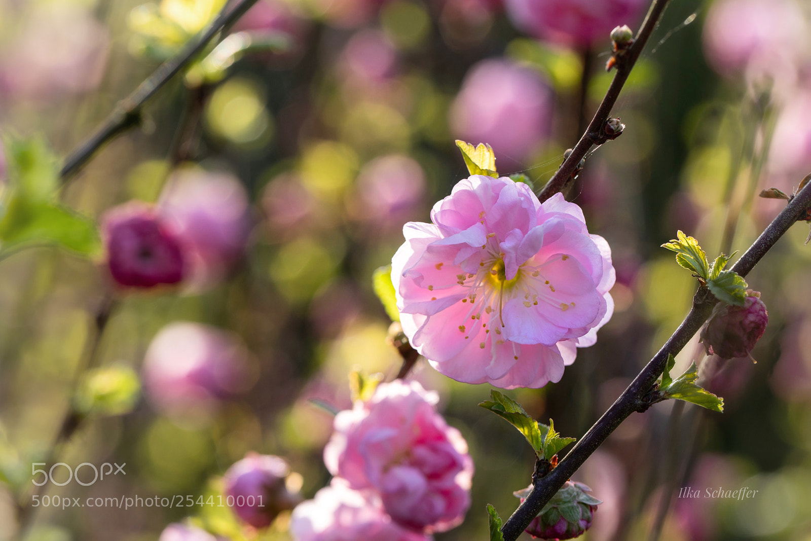 Canon EOS 5D Mark IV sample photo. Mandelblüte photography
