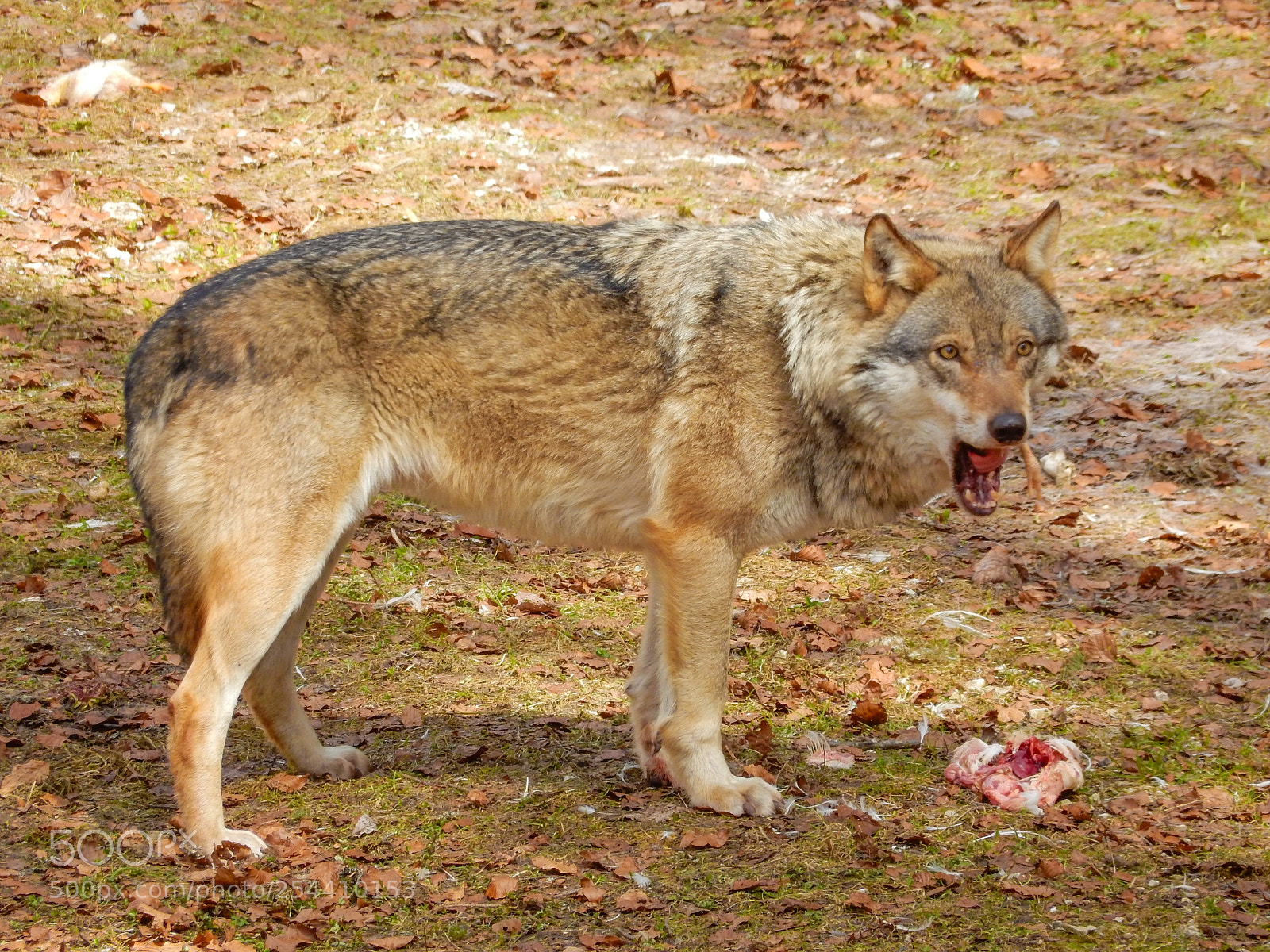 Nikon Coolpix S9900 sample photo. Wolve eating lunch photography