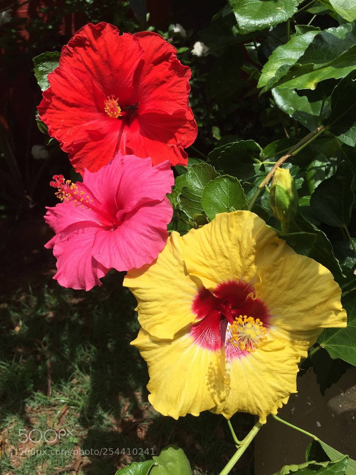 Apple iPhone 6 sample photo. Untitled photography