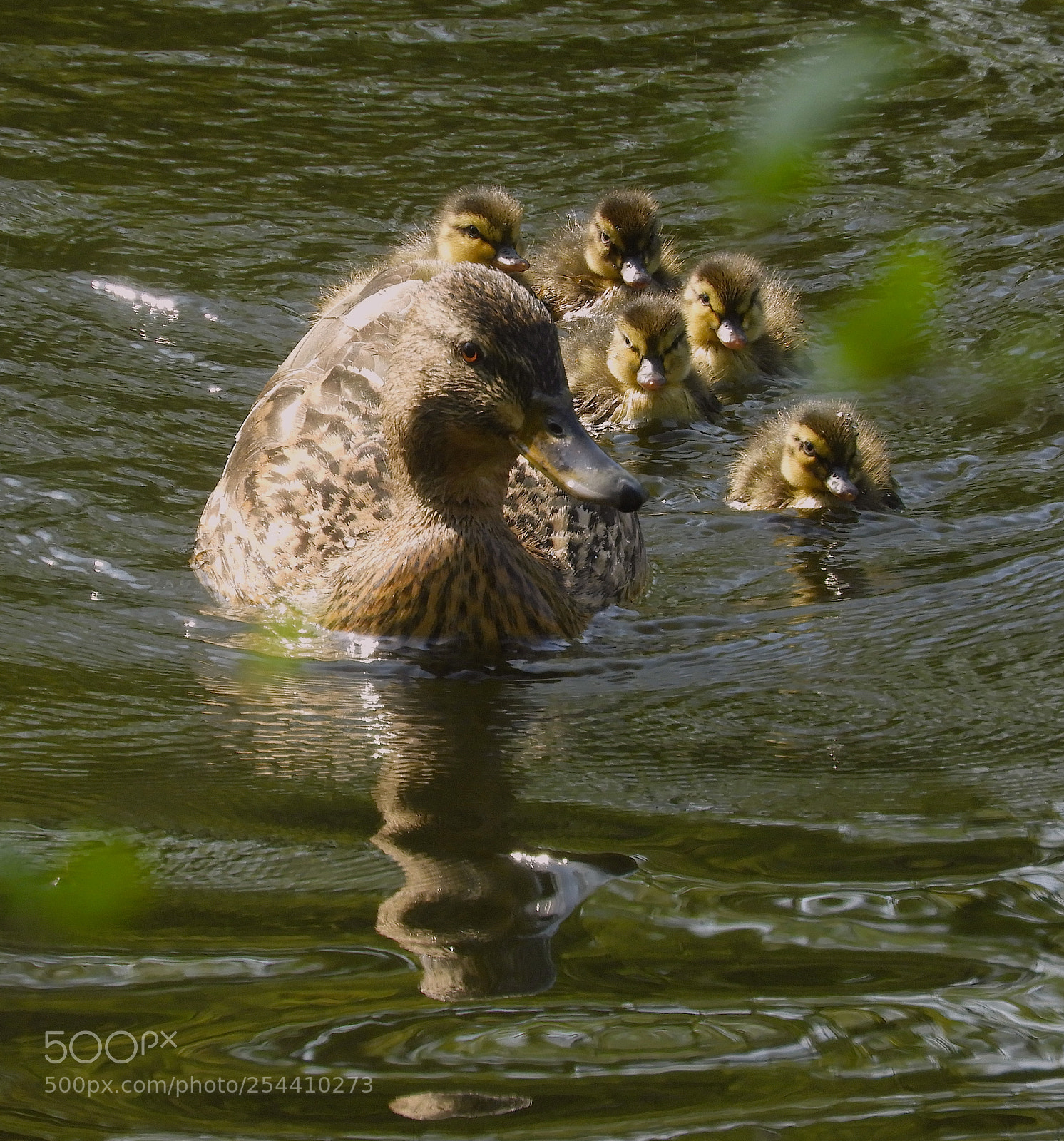 Nikon Coolpix B700 sample photo. Duck and ducklings photography