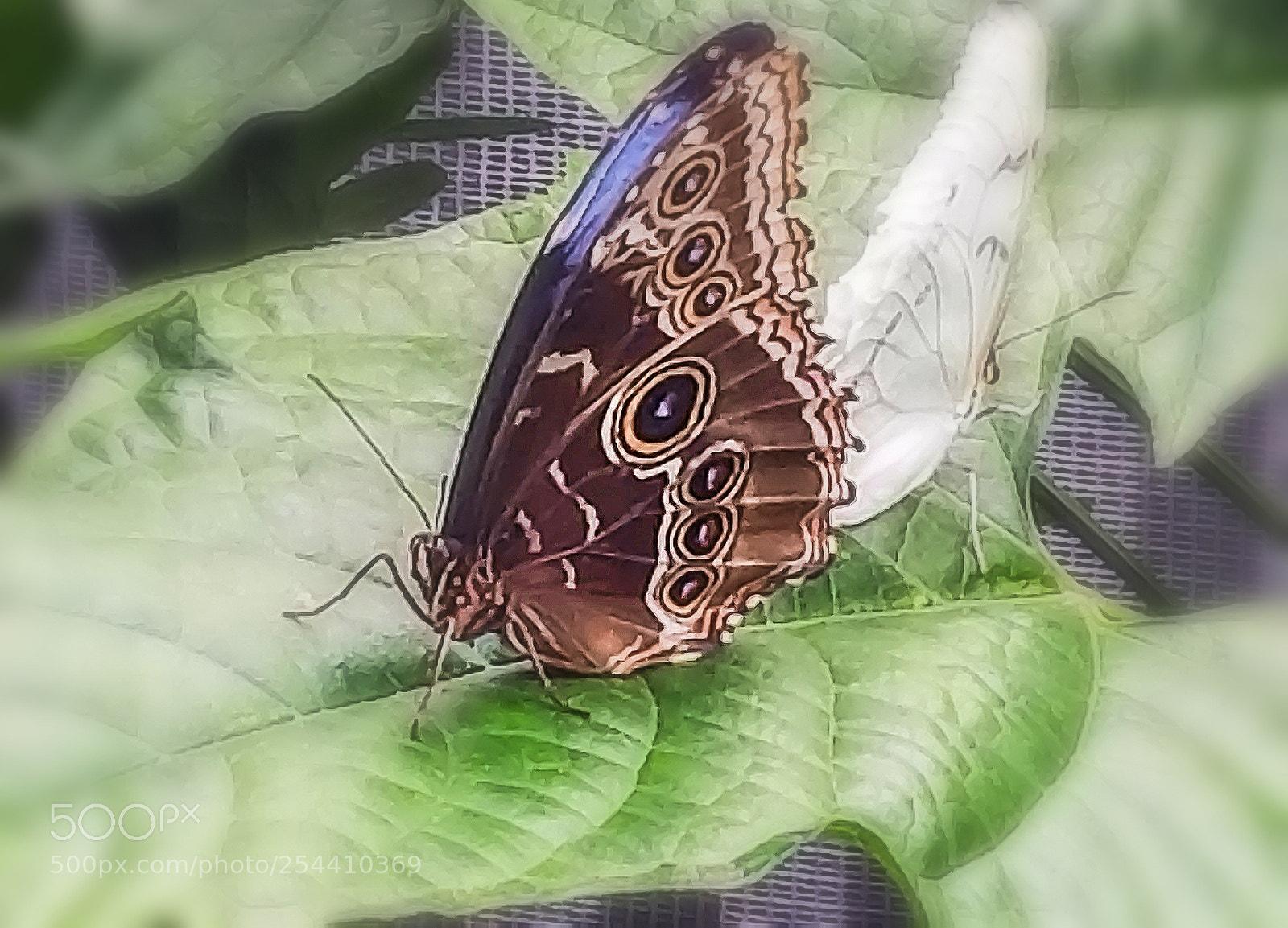 Samsung Galaxy S8 sample photo. Blue morpho photography