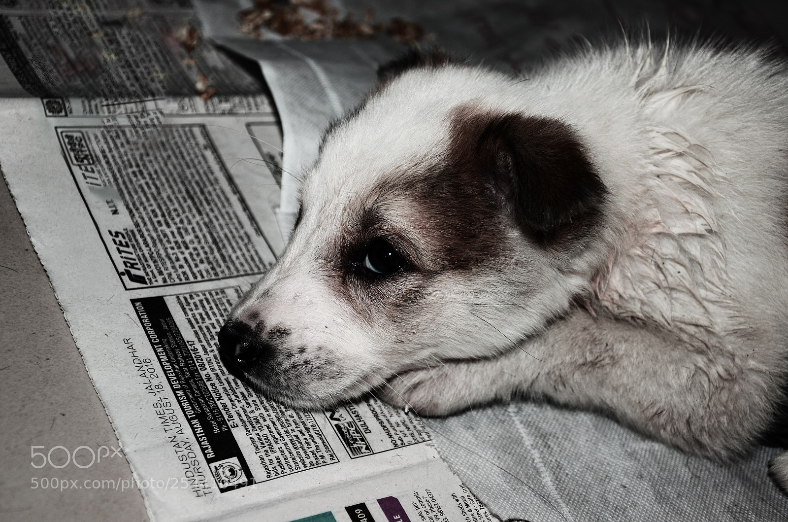 Nikon D7000 sample photo. Dog photography